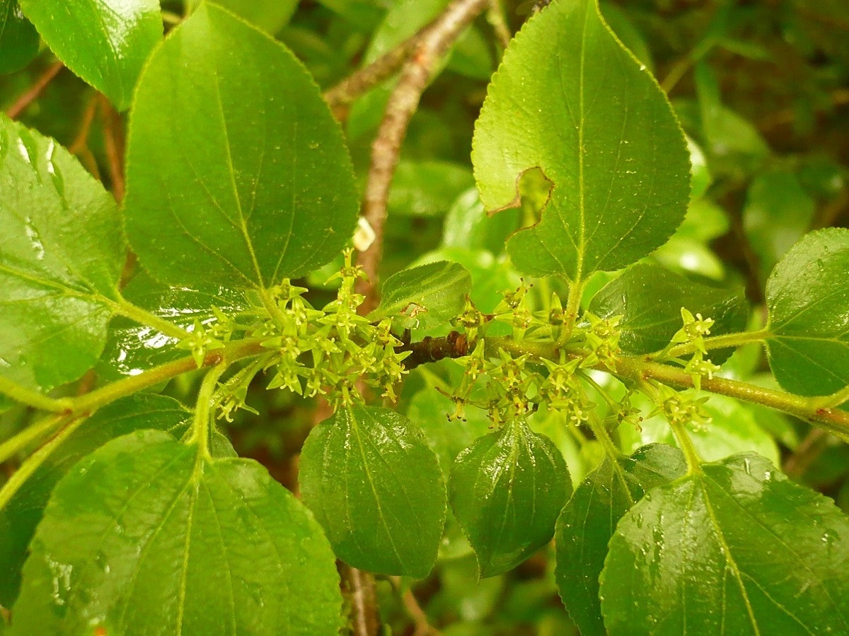 Rhamnus cathartica (Rhamnaceae)